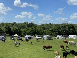 Farm campsite | Family field with cows next door